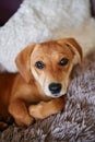 Cute ginger dachshund puppy resting on a bed looking at camera