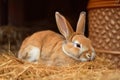 An adorable brown rabbit eats food and sits on dried grass in a rabbit farm.