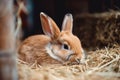 An adorable brown rabbit eats food and sits on dried grass in a rabbit farm.