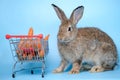 Adorable brown rabbit with shopping cart and vegetables isolated on blue background. Rabbit standing and hold the shopping cart. Royalty Free Stock Photo