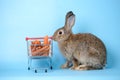 Adorable brown rabbit with shopping cart and vegetables isolated on blue background. Rabbit standing and hold the shopping cart. Royalty Free Stock Photo