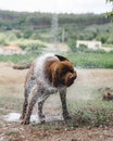 Adorable brown shaking off water after a swim