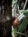 Adorable brown shell snail