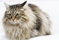 Adorable brown tabby cat in the house, male siberian breed Royalty Free Stock Photo