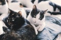 Adorable cats lying close, sleeping and hugging on bed at home.