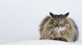 Adorable brown tabby male siberian cat lying on the sofa Royalty Free Stock Photo