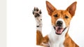 Adorable brown and white basenji dog smiling and giving a high five isolated on white. AI Generative