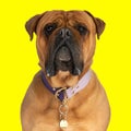 adorable bull mastiff dog wearing collar, sitting and looking forward Royalty Free Stock Photo