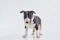 Adorable bull terrier puppy curious posing on studio white background. Miniature bullterrier boy. Royalty Free Stock Photo