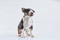 Adorable bull terrier puppy curious posing on studio white background. Miniature bullterrier boy. Royalty Free Stock Photo