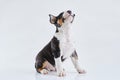 Adorable bull terrier puppy curious posing on studio white background. Miniature bullterrier boy. Royalty Free Stock Photo