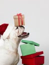 Adorable Bulldog puppy with Christmas presents Royalty Free Stock Photo