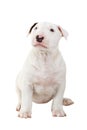 Adorable bullterrier puppy Royalty Free Stock Photo