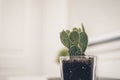 An adorable bunny ears cactus plant in a room