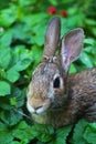 Adorable Bunny Face in Strawberry Patch Sylvilagus floridanus