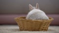 Adorable bunny jumping out of basket, animal trade fairs, symbol of Easter