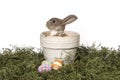 Adorable Bunny in Panter on White Background