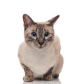Adorable burmese cat with blue eyes looks to side