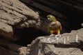 Adorable Burrowing parrot standing Royalty Free Stock Photo