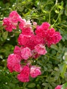 Adorable bush of roses looking petals downwards with spiky green stems Beautiful flowers decorating any bouquet.