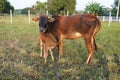 An adorable calf hides under the mother cow's neck while they are on the grass field Royalty Free Stock Photo