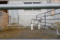 Adorable calf in a large cow farm Royalty Free Stock Photo