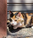 Adorable calico cat with curious green eyes