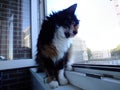 Adorable calico cat looking out window Royalty Free Stock Photo