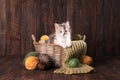 Calico Kitten in a Basket of Knitting Yarn on Wooden Background