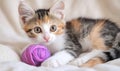 Adorable calico kitten playing with pink yarn on soft blanket Royalty Free Stock Photo
