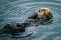 Adorable California Pacific Sea Otter grooming and swimming in the kelp in Monterey, CA Royalty Free Stock Photo