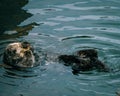 Adorable California Pacific Sea Otter grooming and swimming in the kelp in Monterey, CA