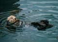 Adorable California Pacific Sea Otter grooming and swimming in the kelp in Monterey, CA