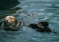 Adorable California Pacific Sea Otter grooming and swimming in the kelp in Monterey, CA