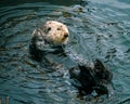 Adorable California Pacific Sea Otter grooming and swimming in the kelp in Monterey, CA Royalty Free Stock Photo