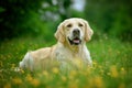 Adorable calm adult Golden Retriever dog lying on grass on field on sunny spring day