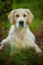 Adorable calm adult Golden Retriever dog lying on grass on field on sunny spring day