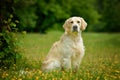 Adorable calm adult Golden Retriever dog sitting on grass on field on sunny spring day