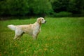 Adorable calm adult Golden Retriever dog standing on grass on field on sunny spring day