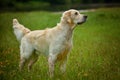 Adorable calm adult Golden Retriever dog standing on grass on field on sunny spring day