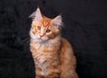 Adorable calm red solid maine coon kitten with beautiful brushes