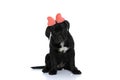 Adorable cane corso wearing red bow  headband Royalty Free Stock Photo