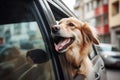 Pet dog enjoys a relaxing car ride, soaking up the sunshine and feeling the breeze on its face