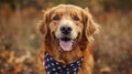 Adorable Canine in Patriotic Attire: American Flag Bandana on Cute Dog Royalty Free Stock Photo