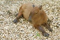 Capybara Relaxing after the Meal Royalty Free Stock Photo