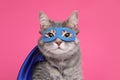 Adorable cat in blue superhero cape and mask on pink background Royalty Free Stock Photo