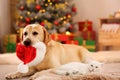 Adorable cat and dog with Christmas hat together. Cute pets Royalty Free Stock Photo