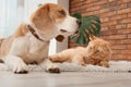 Adorable cat and dog lying on rug at home Royalty Free Stock Photo