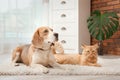 Adorable cat and dog lying on rug at home Royalty Free Stock Photo