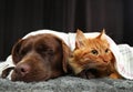 Adorable cat and dog lying under plaid floor. Warm and cozy winter